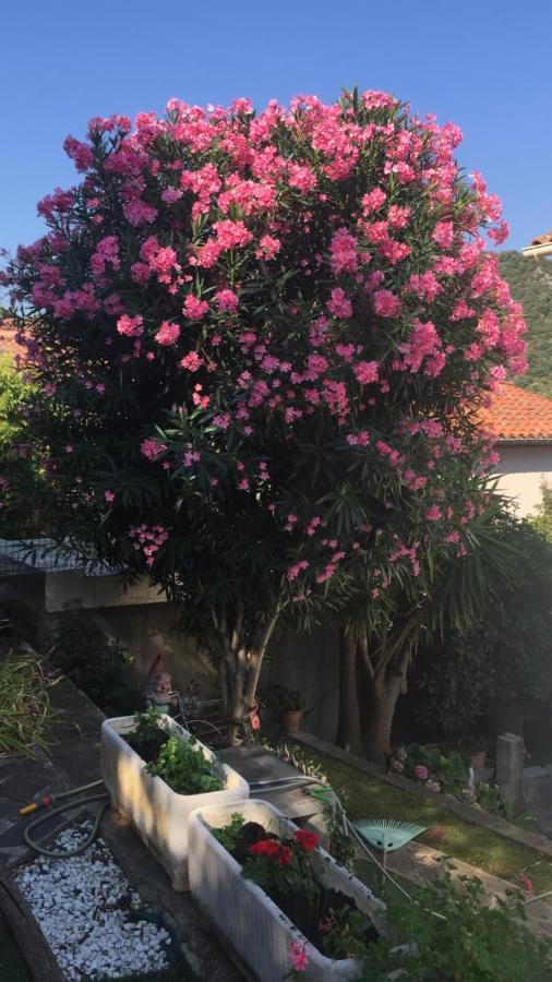 Beautiful Apartment With Garden Amélie-les-Bains-Palalda Extérieur photo